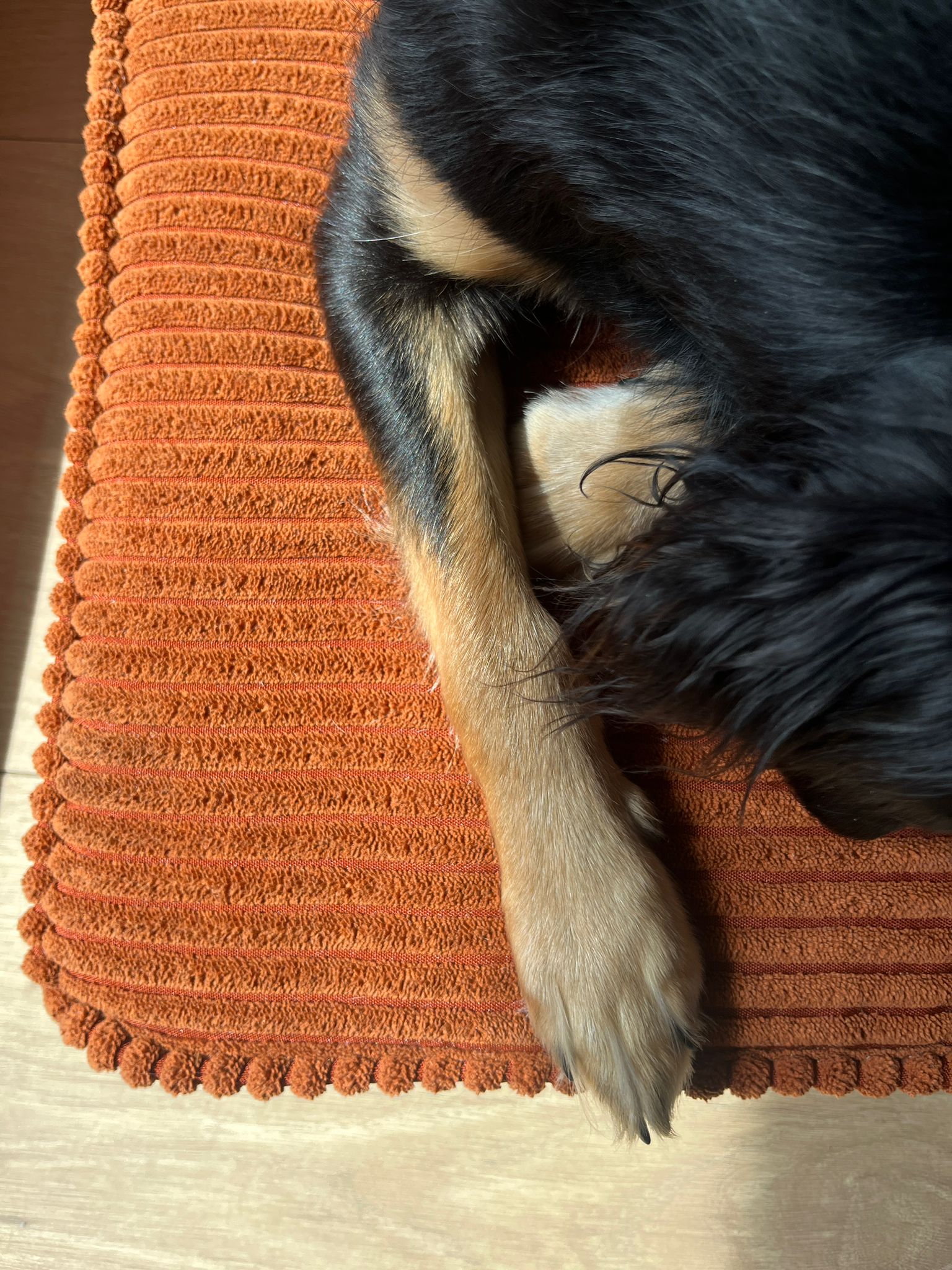 Vielseitiger Polsterstoff für Sofas und Haustierbetten